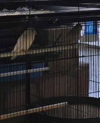Fêmeas de agapornis