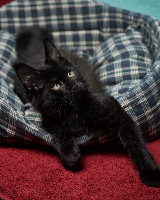 Продам кошенят мейн куна з великим кісточками на вушках