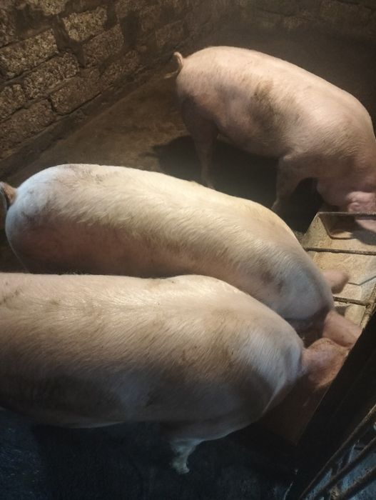 Продам пару кабанів
