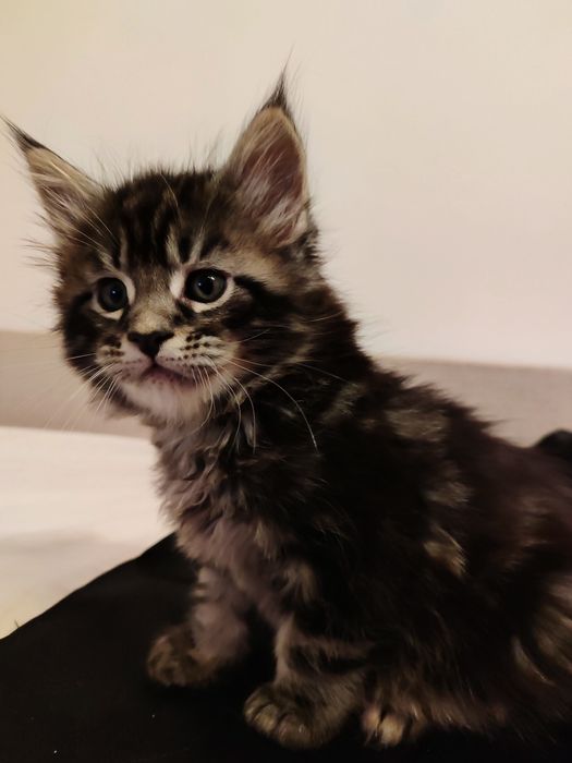 Кошенята породи Мейн-кун