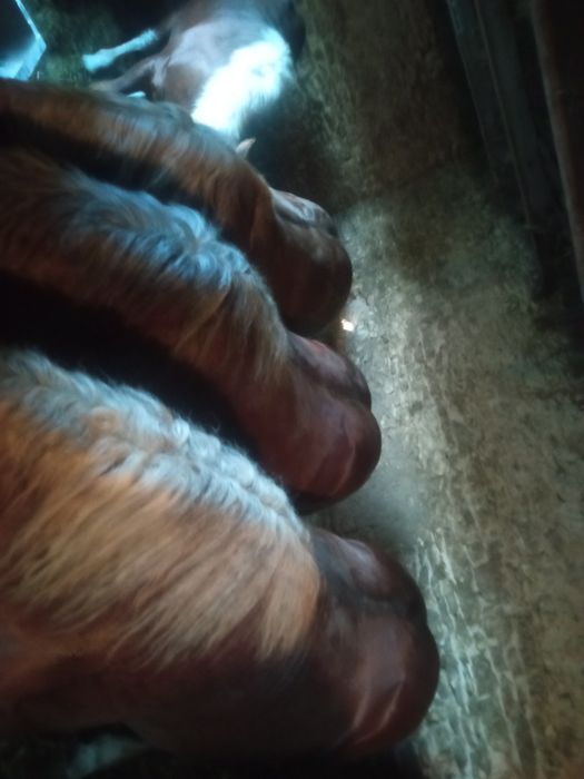 Sprzedam konie źrebaki kasztany Pilne .