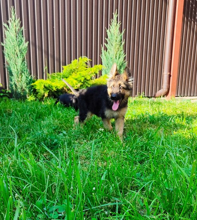 Маю дівчинку та хлопчика