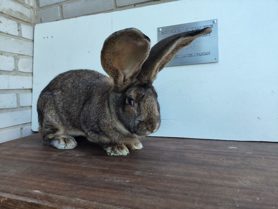 Samiec BOS Belgijski Olbrzym Szary rodowód
