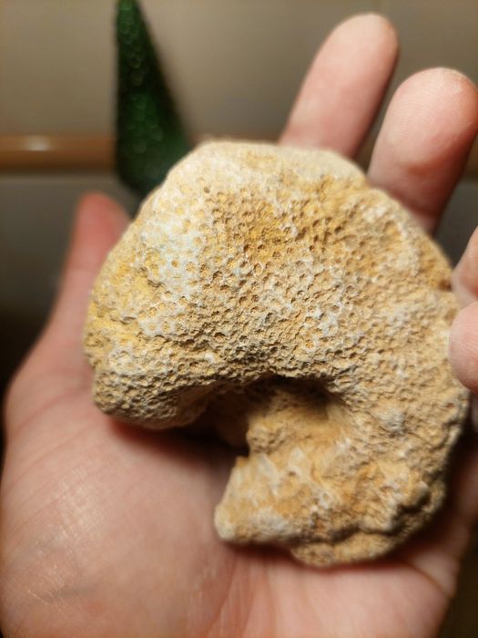Fóssil coral colonial