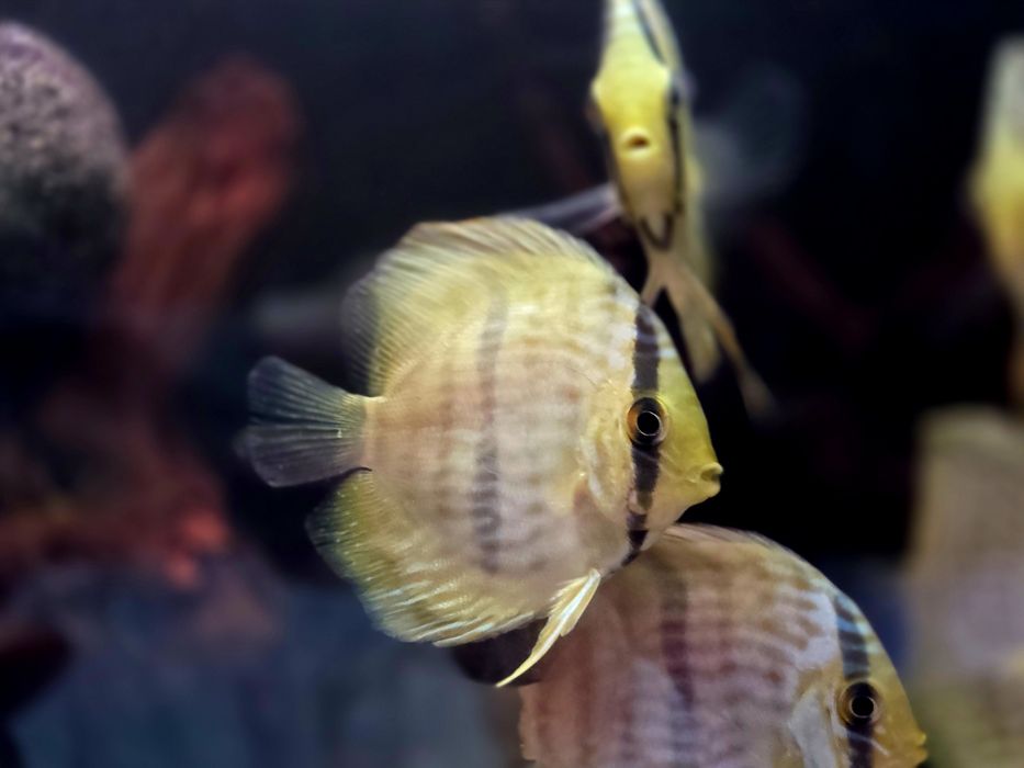 Discus heckli wild/Paletki /dyskowce