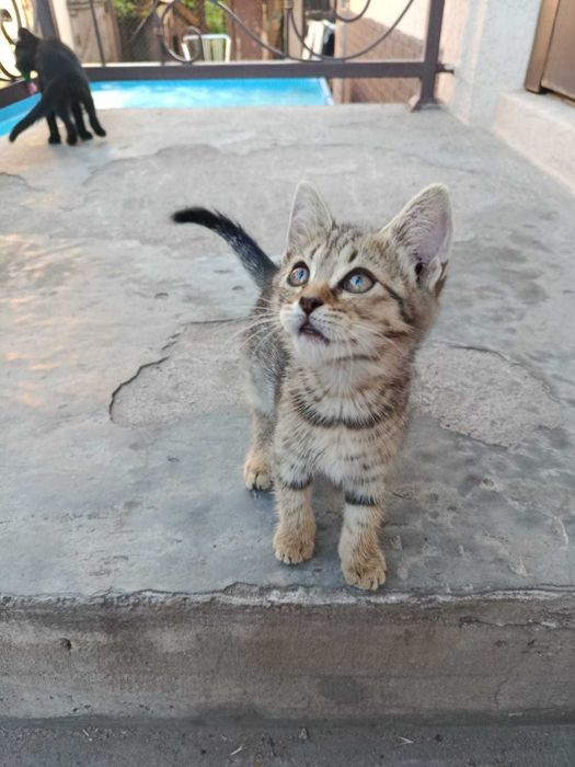 Котики Крисоловки!!