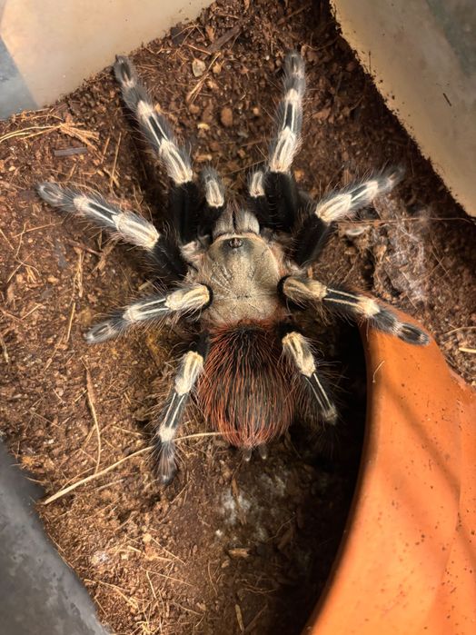 Samica Nhandu chromatus