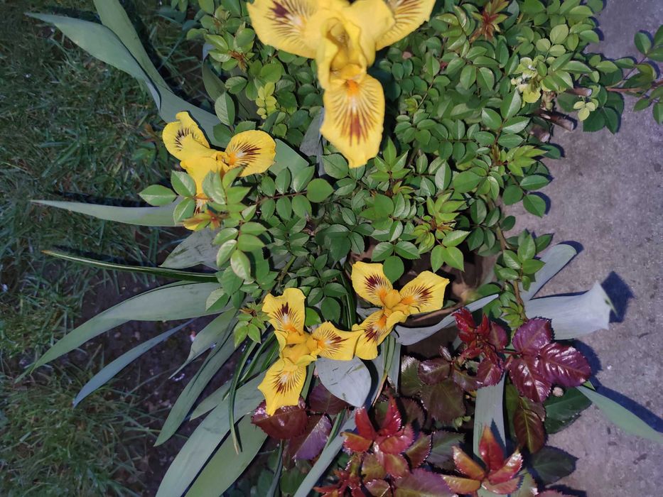 Карликові іриси набір