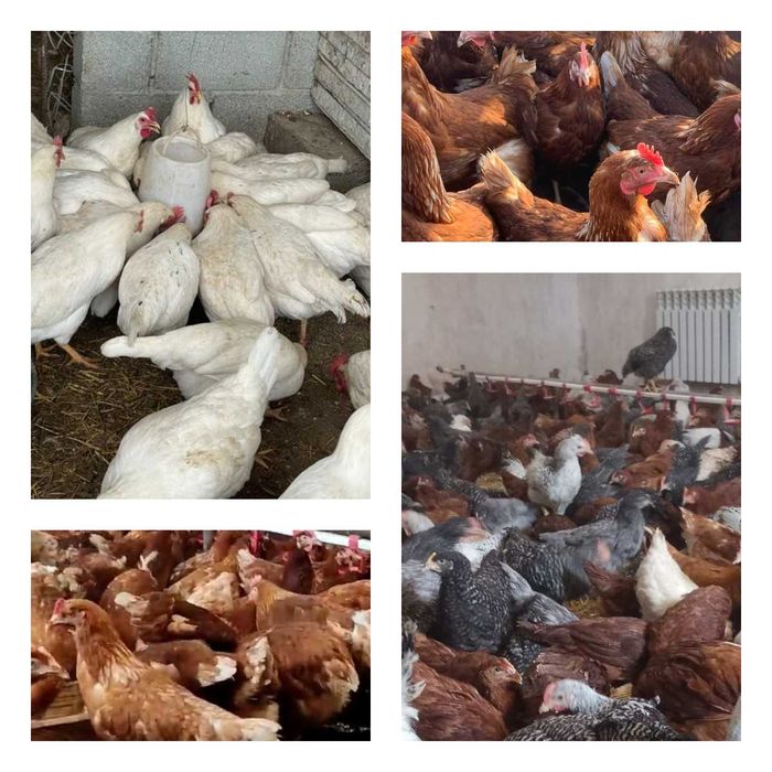 Продам кури несушки! Доставка безкоштовна. Лебедин!