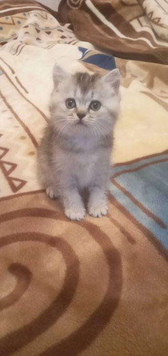 Британські кошенята.