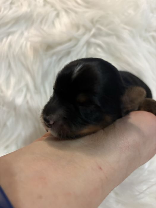 Do Rezerwacji Panda Yorkshire Terier Biewer