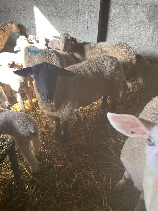 Suffolk pura com um ano