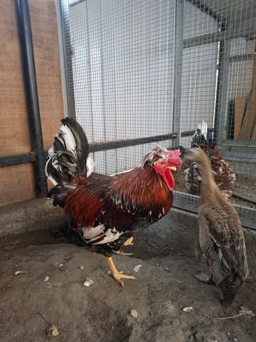 Kogut czubatka / koguty czubatki kury ozdobne