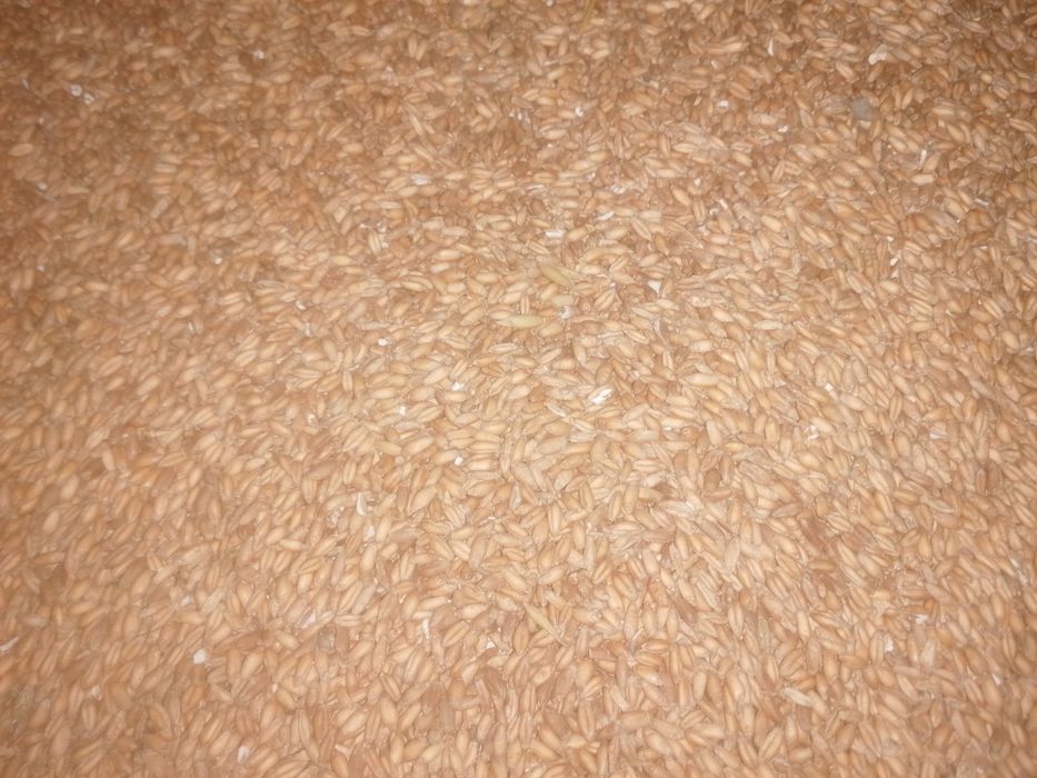 Pszenżyto ozime sprzedam