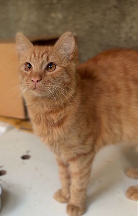 Рудий молодий кіт котик 7-8 місяців