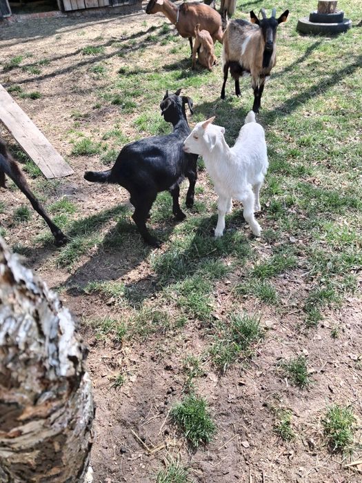 Sprzedam młode koziołki- mieszańce