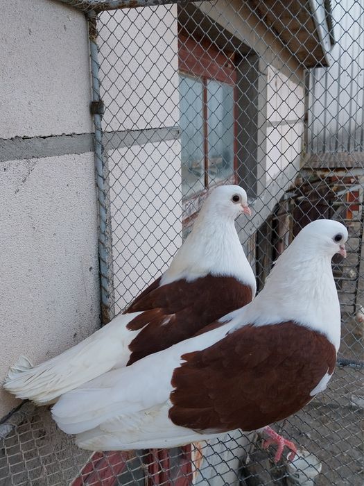 Orlik Lubelski mikolaje