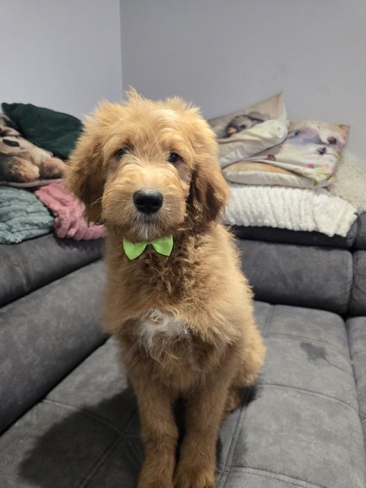 Goldendoodle f1 standard