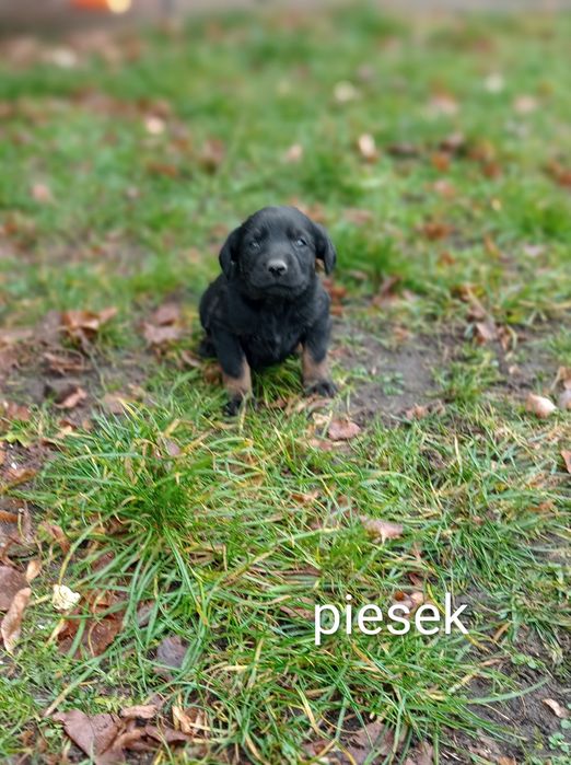 Szczeniaki 3 pieski 1 suczka