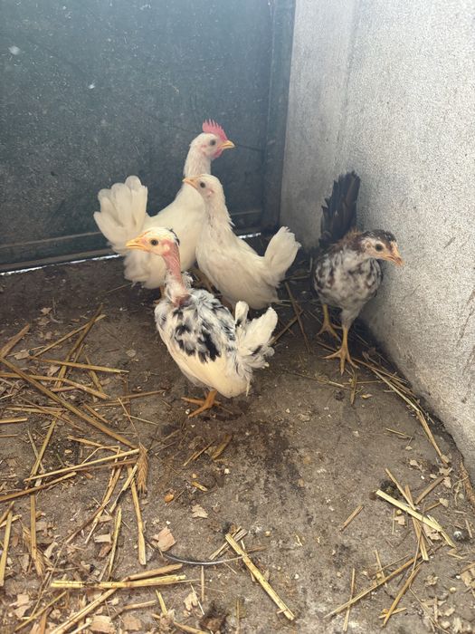 Casais de garnizas do pescoço pelado e pescoço coberto