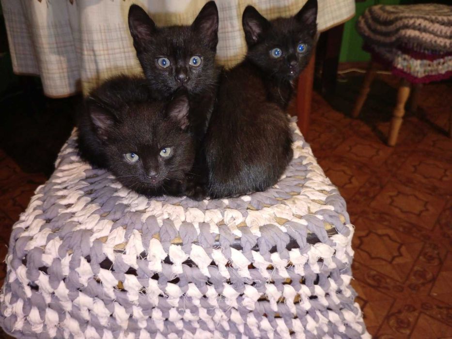 віддам котиків в добрі руки