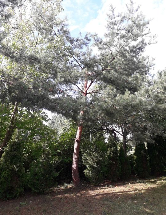 Wycinka i pielęgnacja drzew