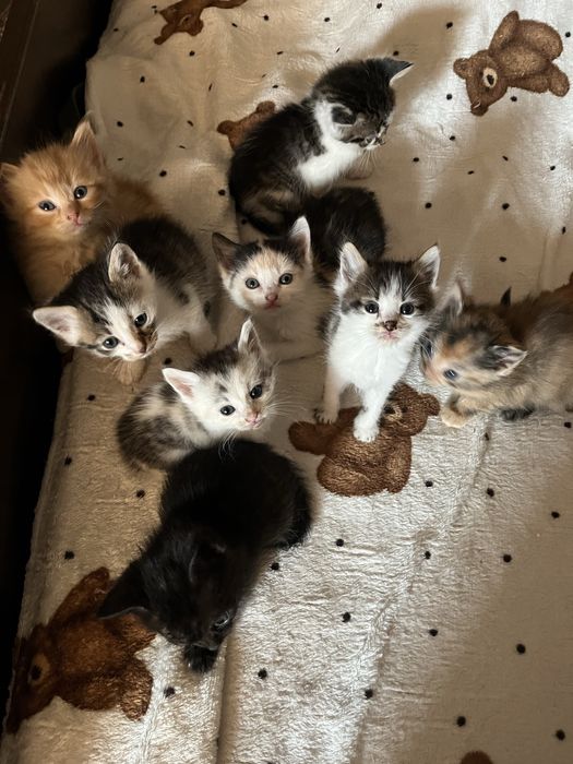 Терміново! Кошенята в добрі руки