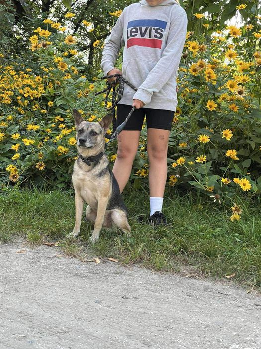 Budyń - przytulak ktory marzy o własnym domu