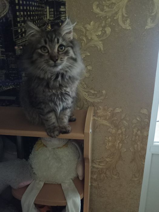 Котик ніжний муркотливий