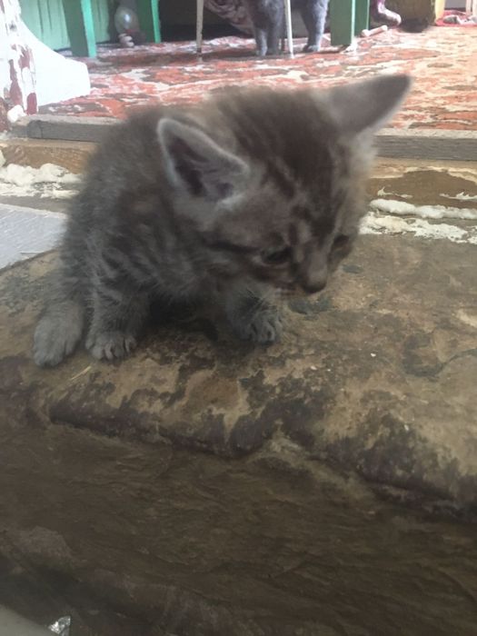 Віддам Кошенят !