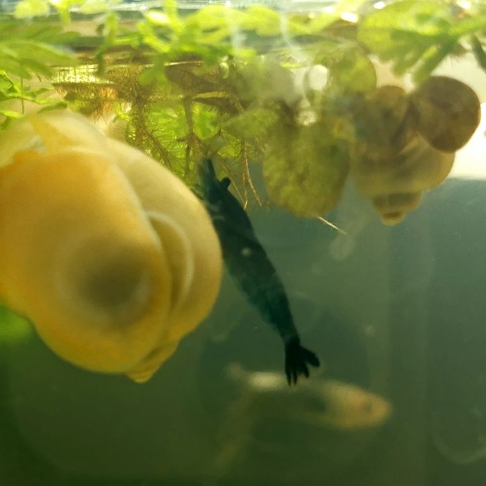 Krewetki Blue Velvet – Intensywny błękit/granat