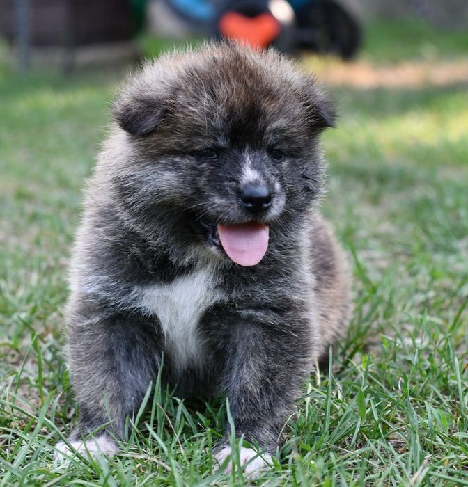 Akita suczka FCI