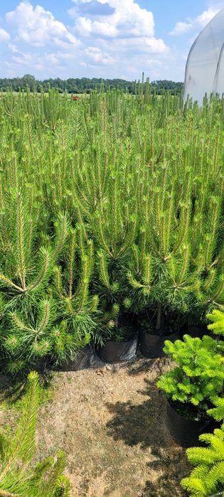 Sosna żółta 100-500 cm  Pinus Nigra austriacka czarna