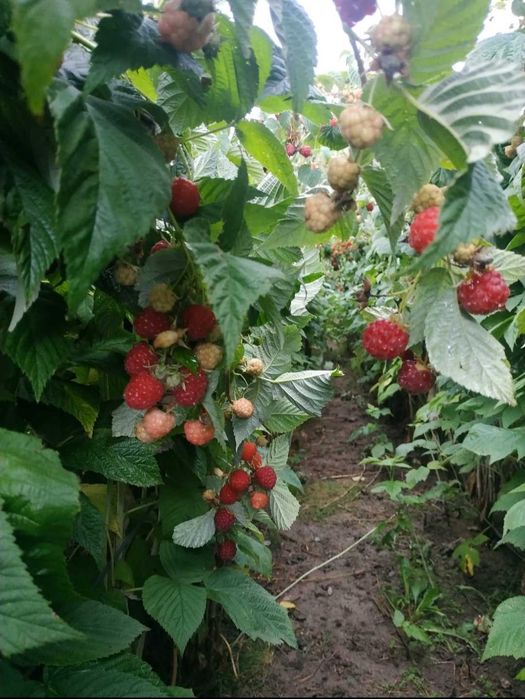 Саджанці малини Глен ампл