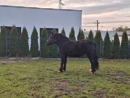 Koń Polski zimnokrwisty