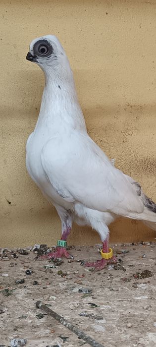 Samniec szek z 25 na białym ogonie.