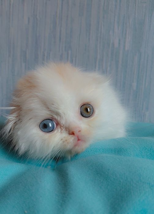 Разноглазая, хайленд фолд.