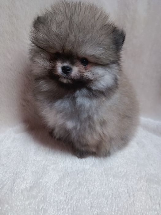 Pomeranian suczka  mini mini