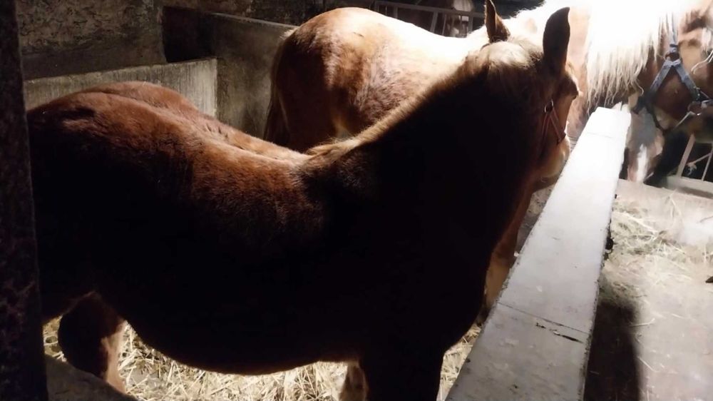 Klacz 7 miesięcy  kasztanka