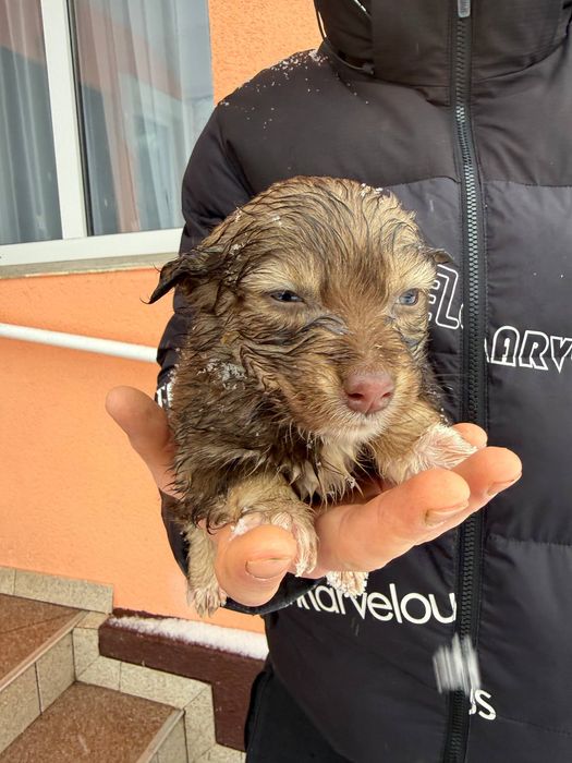 цуценята безкоштовно