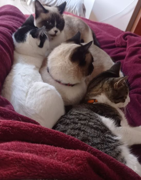 Gatinhos para adoção responsável