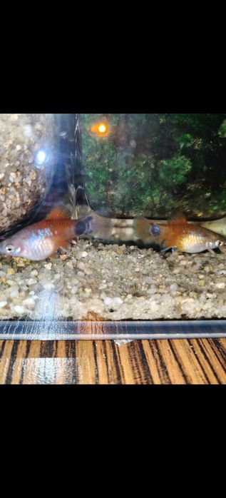 Platka platynka samice