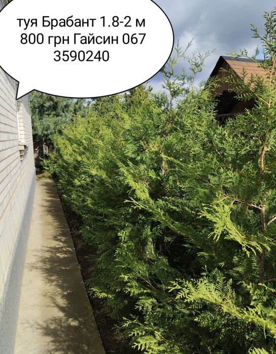 Туя   Брабант висотою 180-210 см