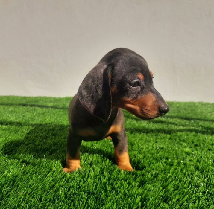 Daschund Kaninchen fêmea Alerquim e Chocolate o mais pequeno de todos os Teckel.