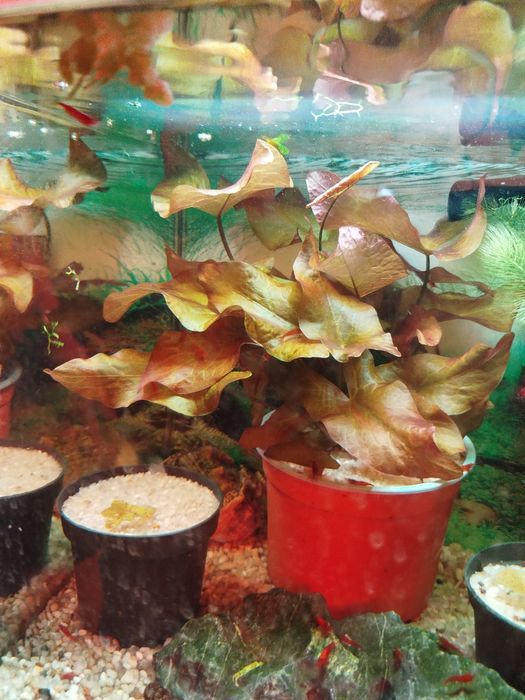 Lotos Tygrysi  Czerwony - piękne sadzonki -2 szt