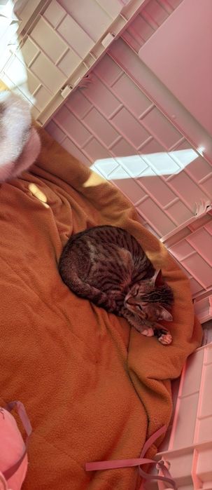 Gatinhos já estetilizados para adoção