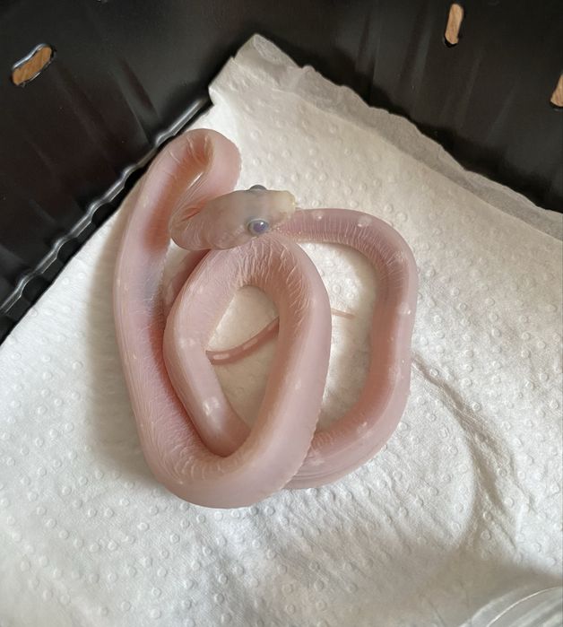 Wąż zbożowy Ultramel Anery Motley Scaleless samiec