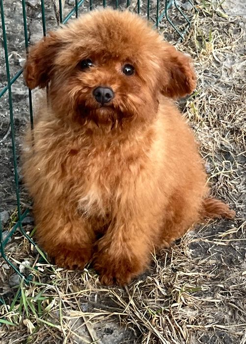 Девочки той пудель ред браун