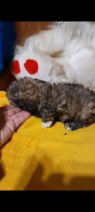 Маленькая девочка.