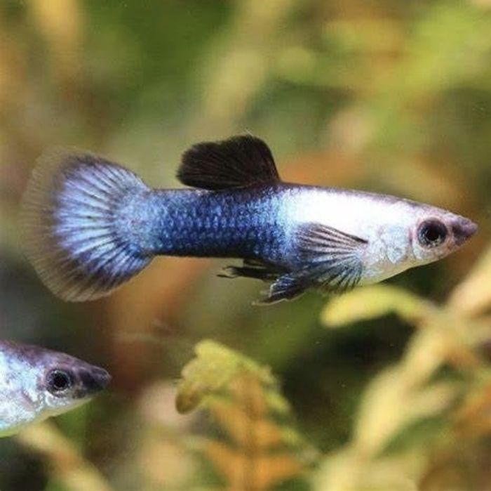 Guppys Panda e Koi platinum puros